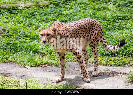 Das Nahbild des Geparden (Acinonyx jubatus). Es handelt sich um eine große Katze der Unterfamilie Felinae, die in Nord-, Süd- und Ostafrika vorkommt. Stockfoto