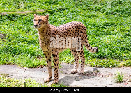 Das Nahbild des Geparden (Acinonyx jubatus). Es handelt sich um eine große Katze der Unterfamilie Felinae, die in Nord-, Süd- und Ostafrika vorkommt. Stockfoto