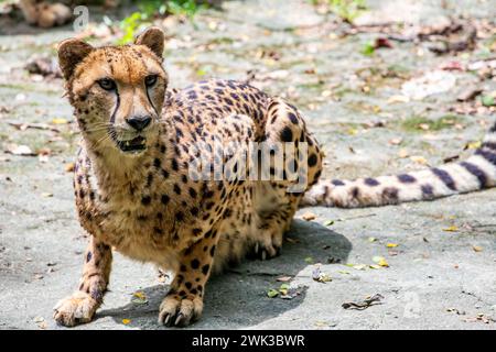 Das Nahbild des Geparden (Acinonyx jubatus). Es handelt sich um eine große Katze der Unterfamilie Felinae, die in Nord-, Süd- und Ostafrika vorkommt. Stockfoto