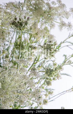 Strauß weißer Blumen auf weißem Hintergrund. Wilde Karotte und Schafgarbe. Einfache Sommerblume. Naturflora ästhetisch. Blütenknospe. Blumig botanisch. Minimalistischer Style. Stockfoto