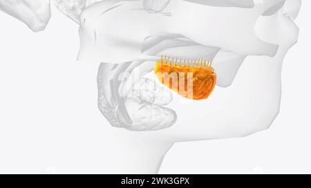 Sublinguale Drüsen und Gänge 3d medizinisch Stockfoto