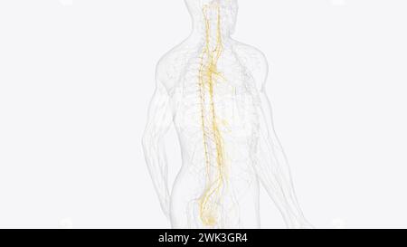 Das autonome Nervensystem ist eine Komponente des peripheren Nervensystems, die unwillkürliche physiologische Prozesse einschließlich der Herzfrequenz 3d reguliert Stockfoto