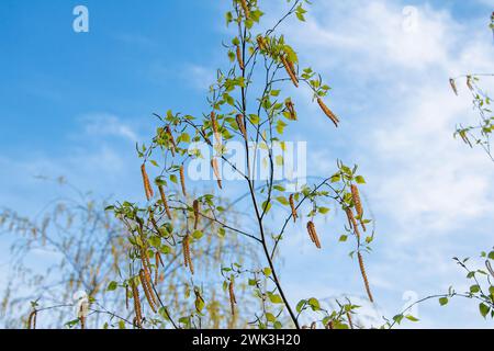 Birkenzweige mit grünen Blättern und Katzilen mit blauem Himmel auf dem Hintergrund. Wunderschöne Frühlingsnatur. Stockfoto