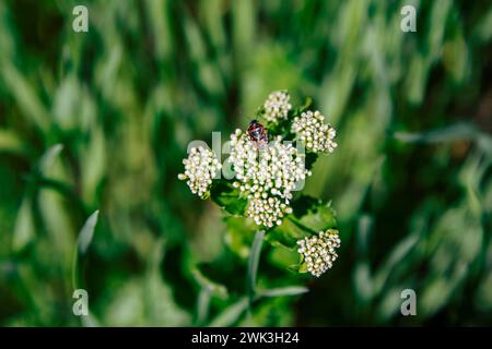 Nahaufnahme Feuerkäfer - Pyrrhocoris apterus - auf einer Knospe weißer Blüten auf der wunderschönen Frühlingswiese Stockfoto