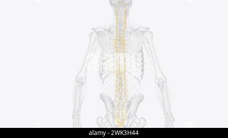 Das autonome Nervensystem ist eine Komponente des peripheren Nervensystems, die unwillkürliche physiologische Prozesse einschließlich der Herzfrequenz 3d reguliert Stockfoto