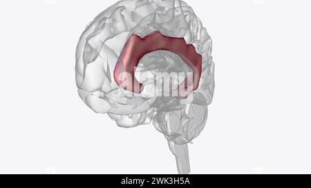 Der Gyrus cingulata beginnt unterhalb des Rostrums des Corpus callosum 3d Illustration Stockfoto