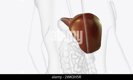 Die Leber ist ein großes Organ im Abdomen, das viele wichtige Körperfunktionen ausführt, einschließlich der 3D-Darstellung der Blutfilterung Stockfoto