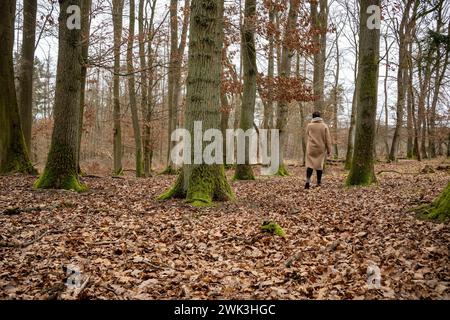 Waldspaziergang in Ruhe und frisch 18.02.24, Selters: Symbolfoto, Illustrationsbild, Symbolbild, Illustrationsfoto Waldspaziergang in Ruhe und frische eine Frau genießt einen entspannten Spaziergang im Wald, umgeben von der beruhigenden Stille und der frischen, klare Luft. Sie geht langsam auf einem Waldweg, umgeben von dichten Bäumen und dem sanften rauschen der Blätter, was eine Atmosphäre der Ruhe und Entspannung schafft Selters Hessen Deutschland *** Waldweg in Ruhe und Frische 18 02 24, Selters Symbolfoto, Illustrationsbild, Symbolbild, Illustrationsfoto Waldspaziergang in Frieden und Stockfoto