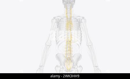 Das autonome Nervensystem ist eine Komponente des peripheren Nervensystems, die unwillkürliche physiologische Prozesse einschließlich der Herzfrequenz 3d reguliert Stockfoto