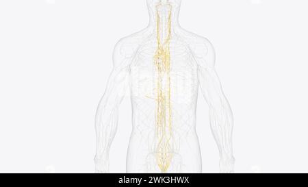 Das autonome Nervensystem ist eine Komponente des peripheren Nervensystems, die unwillkürliche physiologische Prozesse einschließlich der Herzfrequenz 3d reguliert Stockfoto