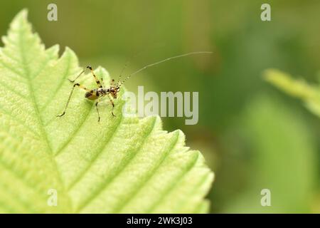 Blatt Katydid Nymphe der Unterfamilie Phaneropterinae. Hochwertige Fotos Stockfoto