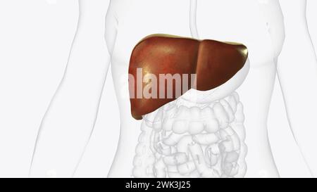 Die Leber ist ein großes Organ im Abdomen, das viele wichtige Körperfunktionen ausführt, einschließlich der 3D-Darstellung der Blutfilterung Stockfoto