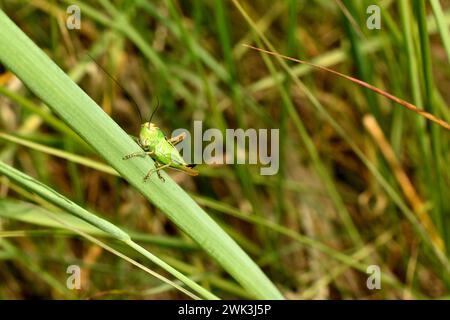 Ein grüner Grashüpfer sitzt auf dem Gras, er ist bereit zu springen. Seitenansicht eines Grashüpfers. Stockfoto