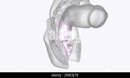 Die Serosa ist die äußere Schicht der 3D-Darstellung des Kolons Stockfoto