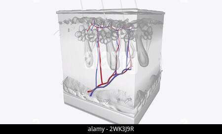 3D-Illustration der Hautschichten von Gefäßen Stockfoto