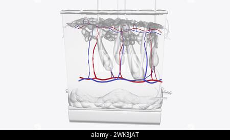 3D-Illustration der Hautschichten von Gefäßen Stockfoto