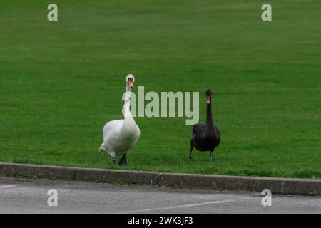 Ein schwarzer und ein weißer Schwan auf einer Grasfläche Stockfoto