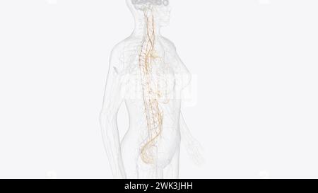 Das autonome Nervensystem ist eine Komponente des peripheren Nervensystems, die unwillkürliche physiologische Prozesse einschließlich der Herzfrequenz 3d reguliert Stockfoto