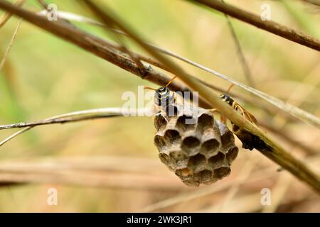 Die Waben eines Wespennest, das auf dem Gras hängt, werden von Wespen bewacht. Stockfoto