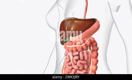 Die Leber ist ein großes Organ im Abdomen, das viele wichtige Körperfunktionen ausführt, einschließlich der 3D-Darstellung der Blutfilterung Stockfoto