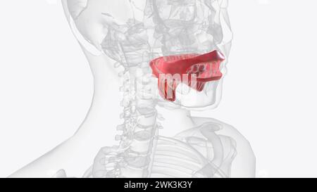 Die Mundhöhle, besser bekannt als Mund, ist der Beginn der 3D-Illustration des Verdauungskanals Stockfoto