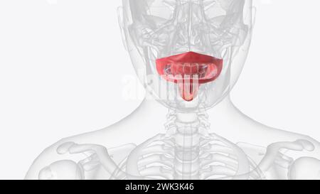 Die Mundhöhle, besser bekannt als Mund, ist der Beginn der 3D-Illustration des Verdauungskanals Stockfoto