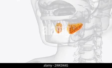 Sublinguale Drüsen und Gänge 3d medizinisch Stockfoto