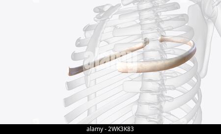 Die fünfte Rippenbewegung ist die größte aller Rippen während der 3D-Darstellung der bilateralen Armhöhe Stockfoto