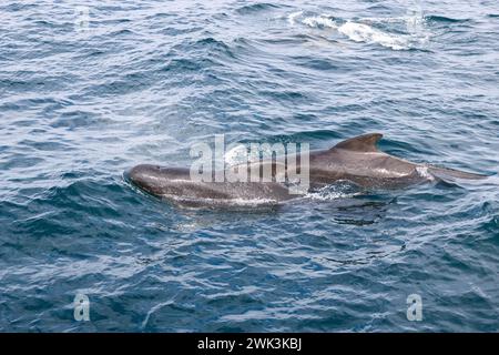 Zwei erwachsene Grindwale (Globicephala melas) stehen im Kontrast zu den strukturierten azurblauen Wellen in den klaren Gewässern in der Nähe von Andenes, Norwegen Stockfoto