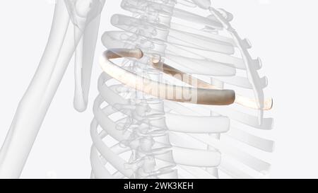 Die fünfte Rippenbewegung ist die größte aller Rippen während der 3D-Darstellung der bilateralen Armhöhe Stockfoto