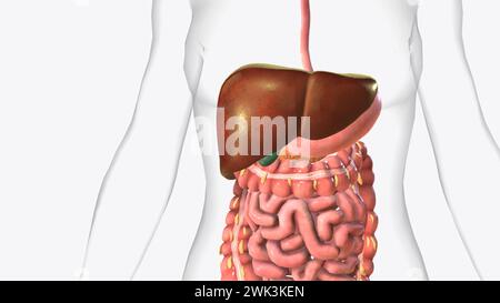 Die Leber ist ein großes Organ im Abdomen, das viele wichtige Körperfunktionen ausführt, einschließlich der 3D-Darstellung der Blutfilterung Stockfoto