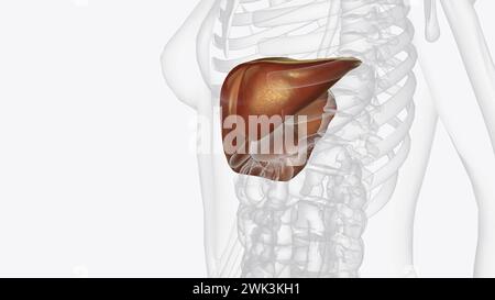 Die Leber ist ein großes Organ im Abdomen, das viele wichtige Körperfunktionen ausführt, einschließlich der 3D-Darstellung der Blutfilterung Stockfoto