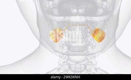 Sublinguale Drüsen und Gänge 3d medizinisch Stockfoto