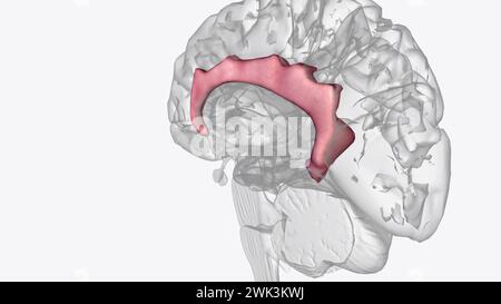 Der Gyrus cingulata beginnt unterhalb des Rostrums des Corpus callosum 3d Illustration Stockfoto