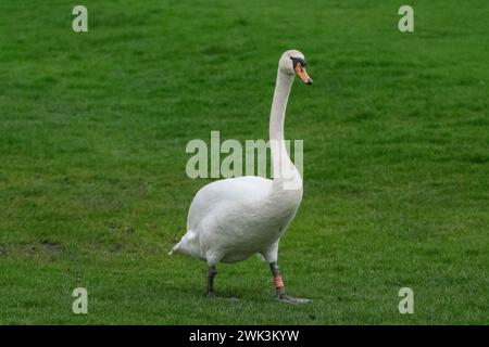 White Swan auf einer Grasfläche Stockfoto