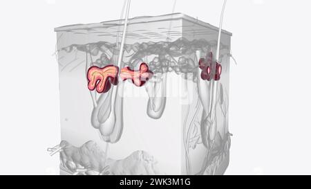 Talgdrüsen sind mikroskopisch kleine Drüsen, die in Ihren Haarfollikeln gefunden werden und Talgdrüsen absondern 3D-Illustration Stockfoto