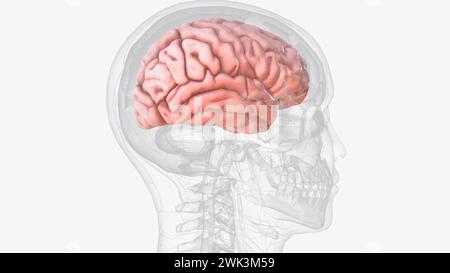 Die Großhirnrinde, auch als Großhirnmantel bekannt, ist die äußere Schicht des Nervengewebes des Gehirns beim Menschen und anderen Säugetieren Stockfoto