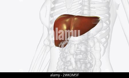 Die Leber ist ein großes Organ im Abdomen, das viele wichtige Körperfunktionen ausführt, einschließlich der 3D-Darstellung der Blutfilterung Stockfoto