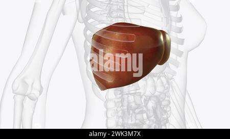 Die Leber ist ein großes Organ im Abdomen, das viele wichtige Körperfunktionen ausführt, einschließlich der 3D-Darstellung der Blutfilterung Stockfoto