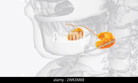 Sublinguale Drüsen und Gänge 3d medizinisch Stockfoto