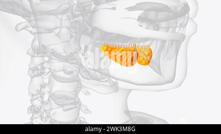 Sublinguale Drüsen und Gänge 3d medizinisch Stockfoto