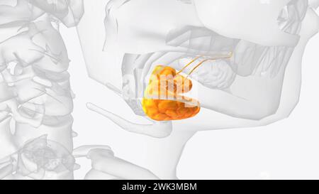 Sublinguale Drüsen und Gänge 3d medizinisch Stockfoto