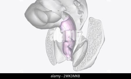 Die Serosa ist die äußere Schicht der 3D-Darstellung des Kolons Stockfoto