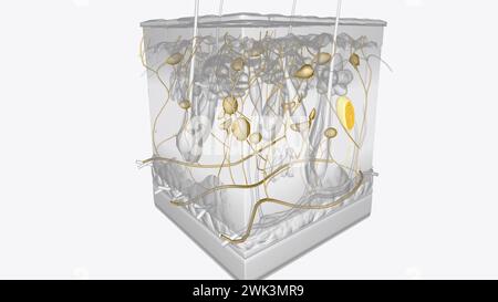 3D-Illustration der Hautschichten des Nervensystems Stockfoto