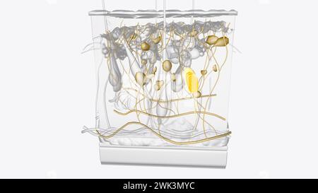 3D-Illustration der Hautschichten des Nervensystems Stockfoto