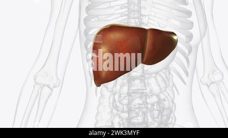 Die Leber ist ein großes Organ im Abdomen, das viele wichtige Körperfunktionen ausführt, einschließlich der 3D-Darstellung der Blutfilterung Stockfoto