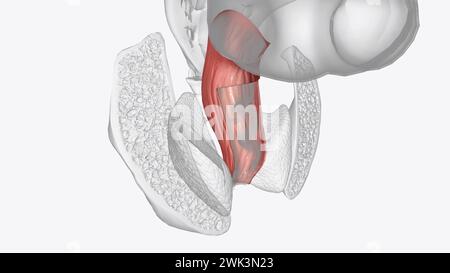 Die Serosa ist die äußere Schicht der 3D-Darstellung des Kolons Stockfoto