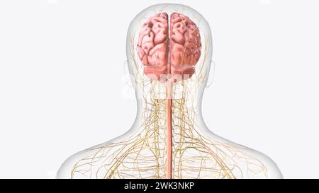 Das zentrale Nervensystem ist das Gehirn und das Rückenmark, während das periphere Nervensystem aus allem anderen 3D-Illustration besteht Stockfoto