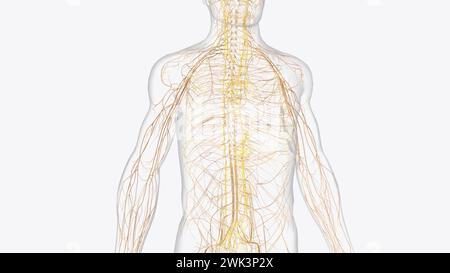 Das autonome Nervensystem ist eine Komponente des peripheren Nervensystems, die unwillkürliche physiologische Prozesse einschließlich der Herzfrequenz 3d reguliert Stockfoto