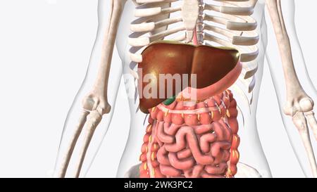 Die Leber ist ein großes Organ im Abdomen, das viele wichtige Körperfunktionen ausführt, einschließlich der 3D-Darstellung der Blutfilterung Stockfoto